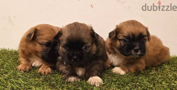 Mini toy poodle, Pomeranian, pekingese,jack Russell