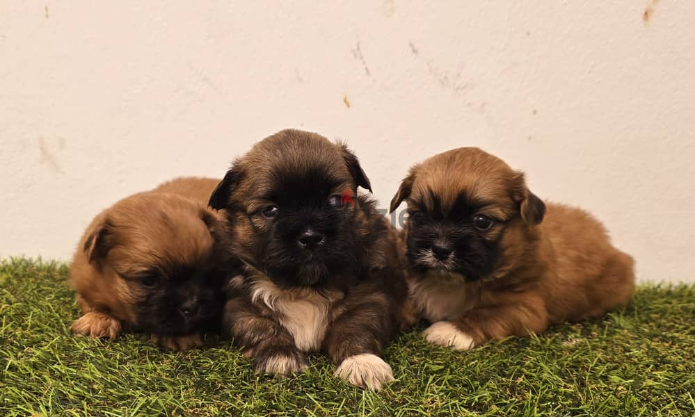 Mini toy poodle, Pomeranian, pekingese,jack Russell 1