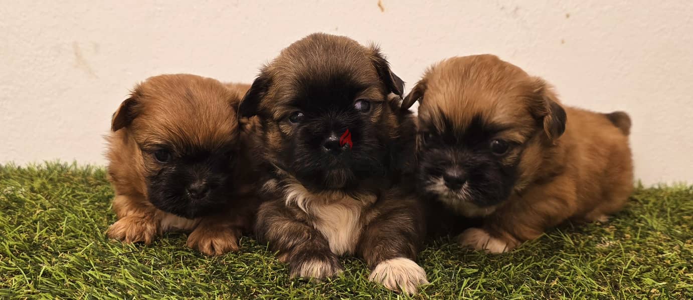 Mini toy poodle, Pomeranian, pekingese,jack Russell 2