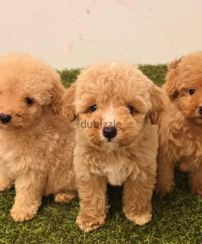 Mini toy poodle, Pomeranian, pekingese,jack Russell