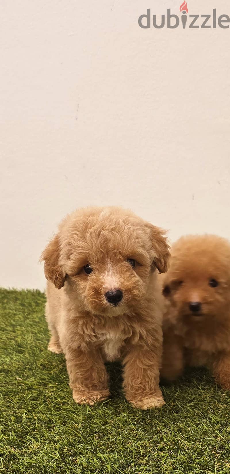 Mini toy poodle, Pomeranian, pekingese,jack Russell 4