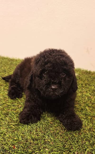 Mini toy poodle, Pomeranian, pekingese,jack Russell