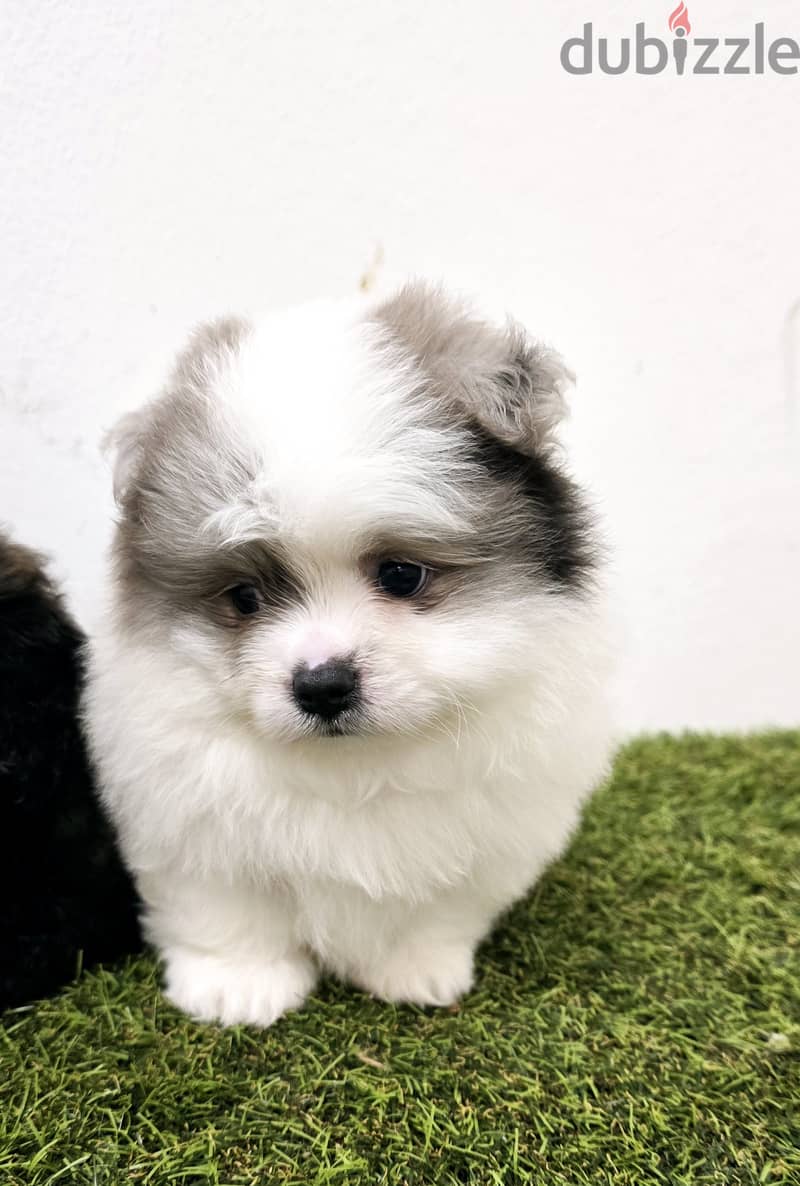 Mini toy poodle, Pomeranian, pekingese,jack Russell 6