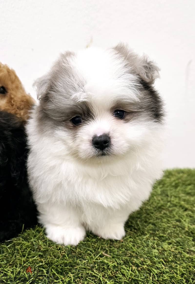 Mini toy poodle, Pomeranian, pekingese,jack Russell 7