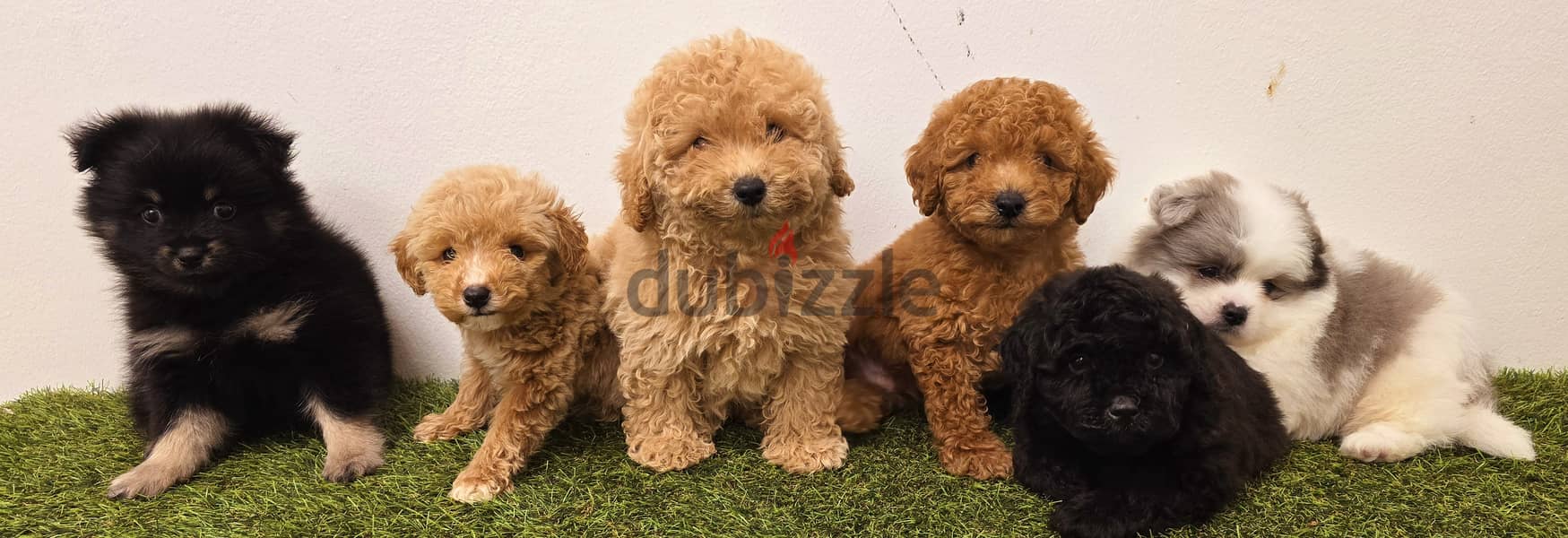 Mini toy poodle, Pomeranian, pekingese,jack Russell 8