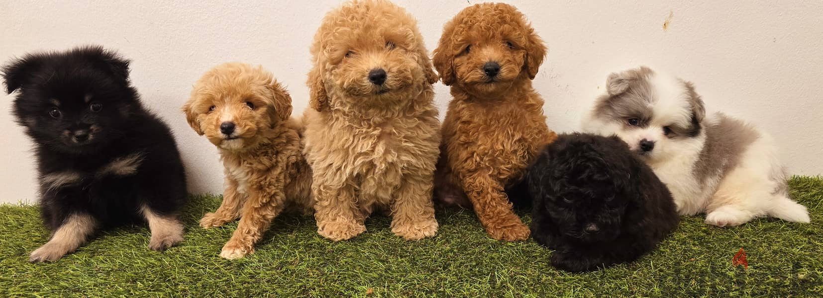 Mini toy poodle, Pomeranian, pekingese,jack Russell 9