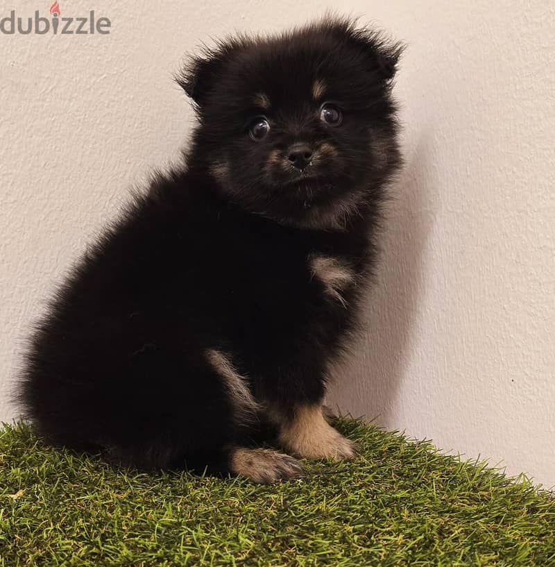 Mini toy poodle, Pomeranian, pekingese,jack Russell 11