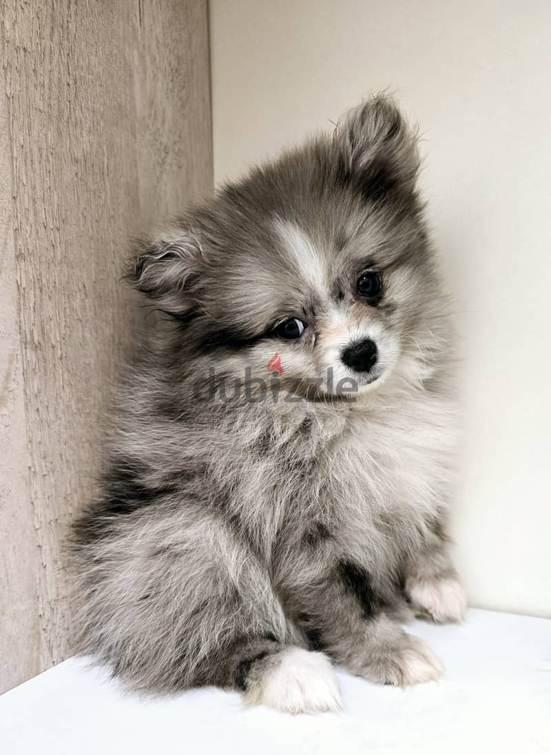 Mini toy poodle, Pomeranian, pekingese,jack Russell 15