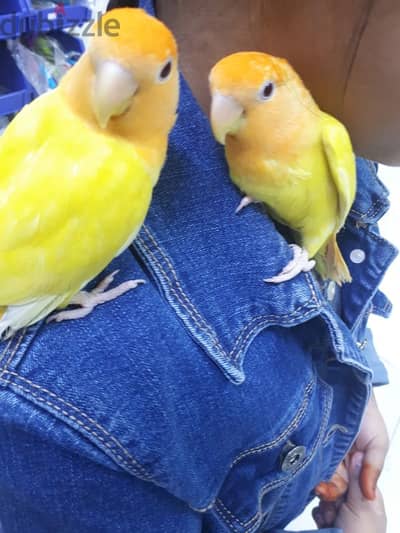 tamed love birds for sale. .