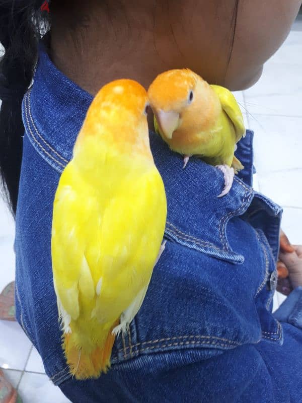 tamed love birds for sale. . 1