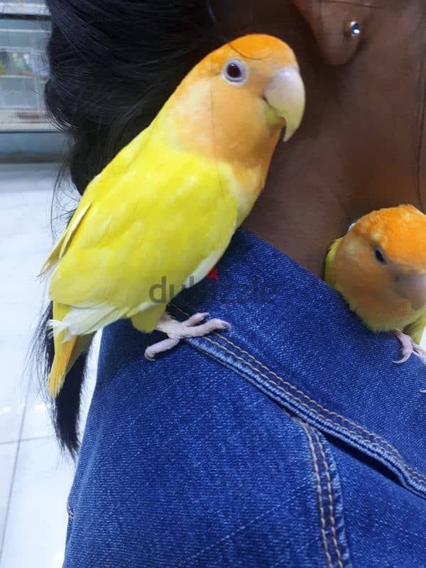 tamed love birds for sale. . 2