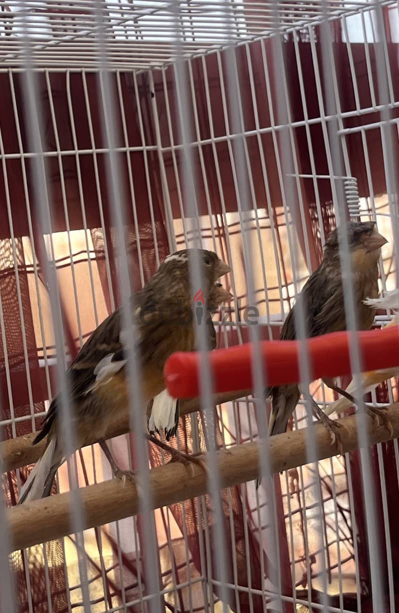 Canary for sell male 12 bd / WhatsApp number 39328578 1