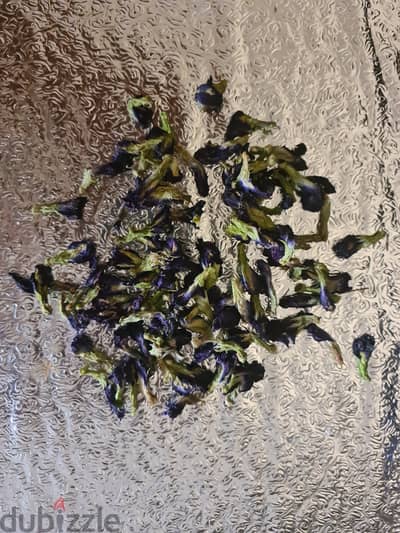 Asian pigeonwings, blue pea