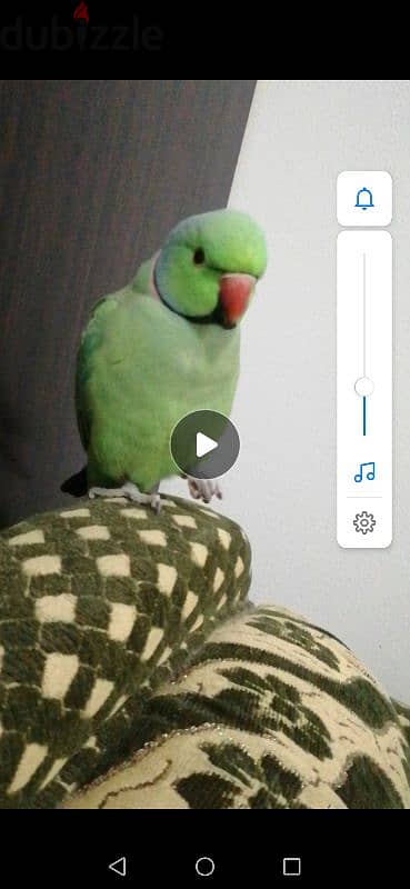 Male talking parrot for sale.