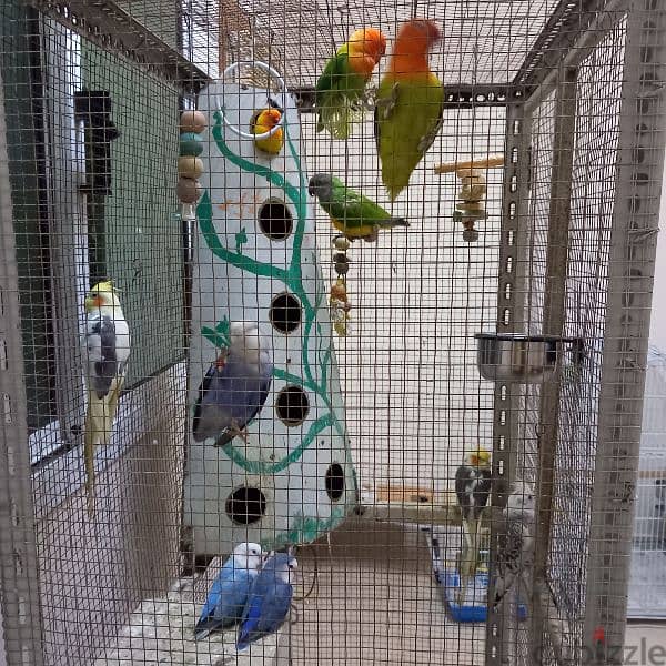 Birds & Cage for sale 0