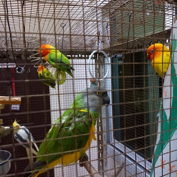 Birds & Cage for sale 1