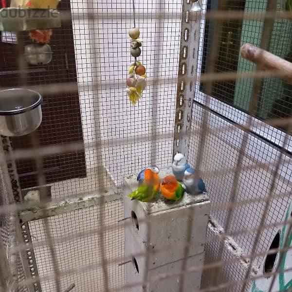 Birds & Cage for sale 3