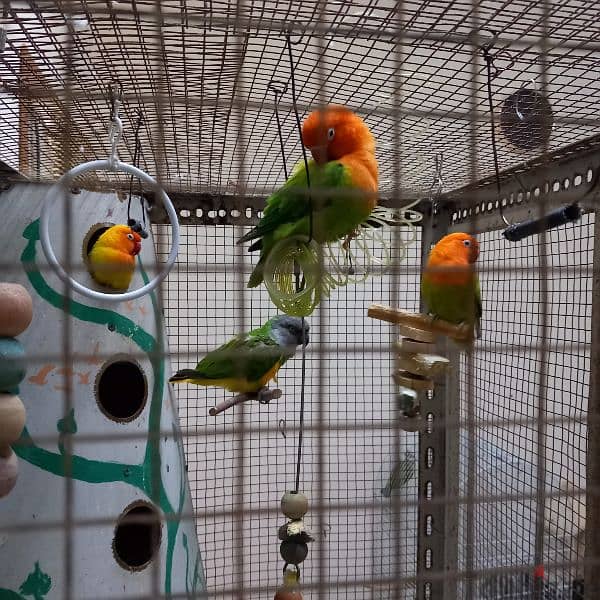 Birds & Cage for sale 4