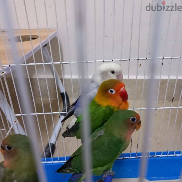 Birds & Cage for sale 5