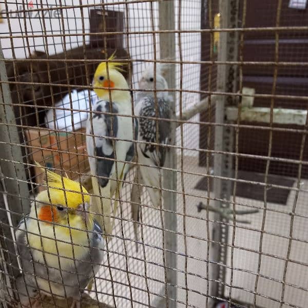 Birds & Cage for sale 6