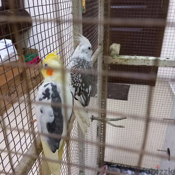 Birds & Cage for sale 7