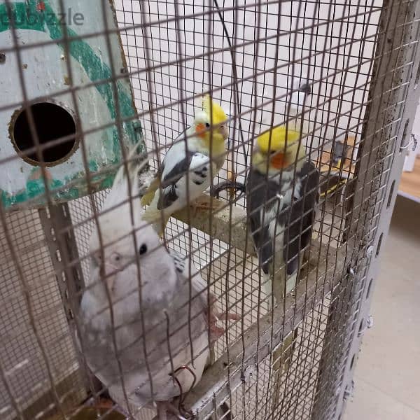 Birds & Cage for sale 8