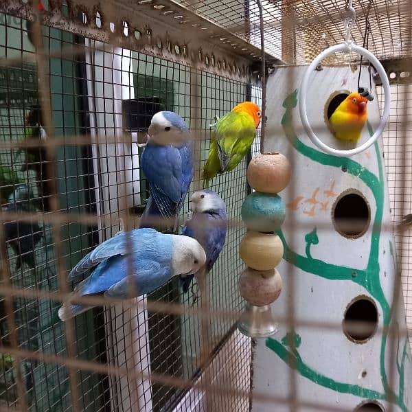 Birds & Cage for sale 9