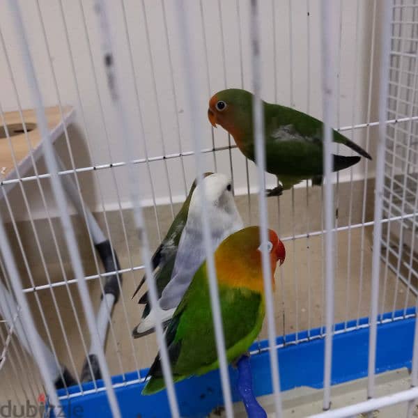 Birds & Cage for sale 10