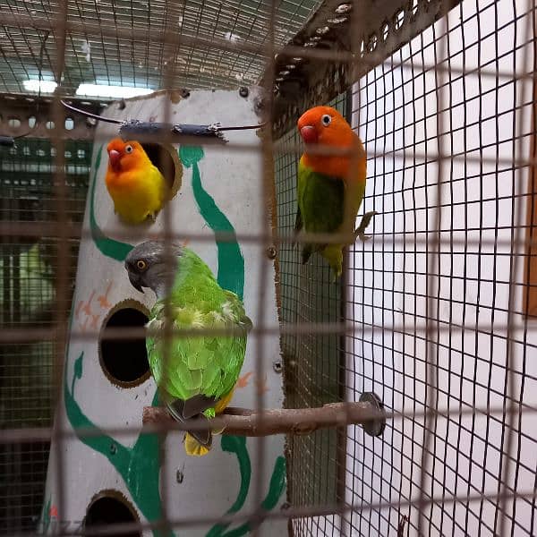 Birds & Cage for sale 12