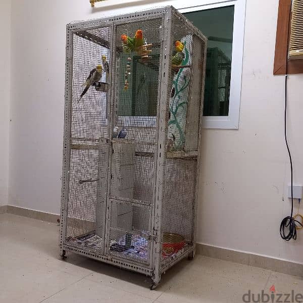 Birds & Cage for sale 13