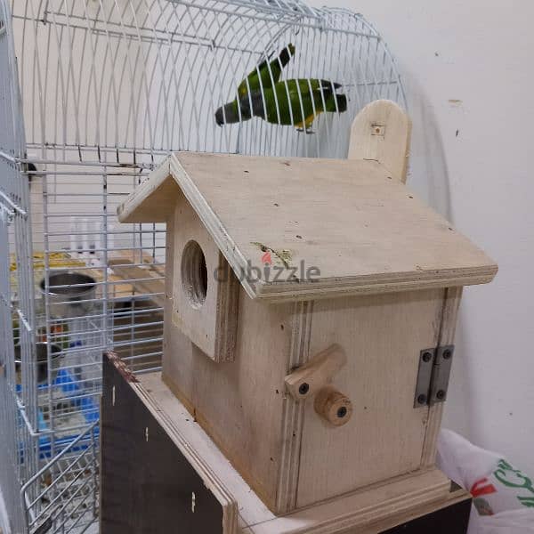 Birds & Cage for sale 14