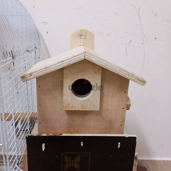 Birds & Cage for sale 15