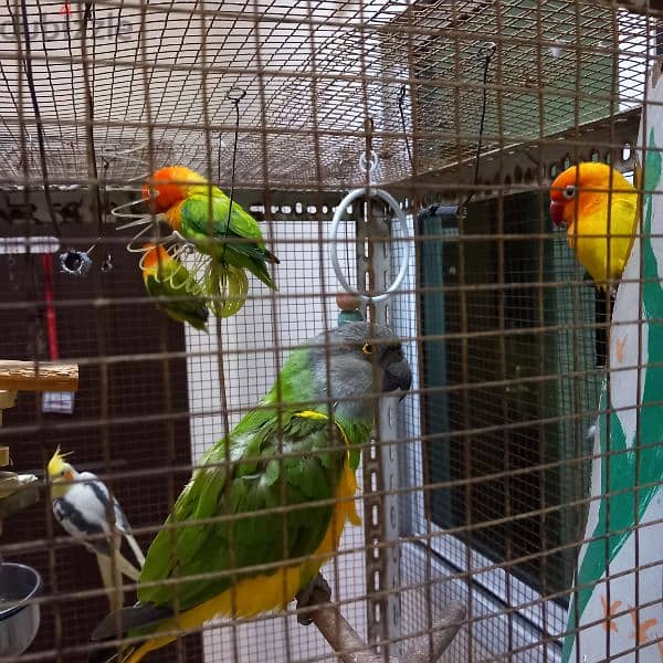 Birds & Cage for sale 1