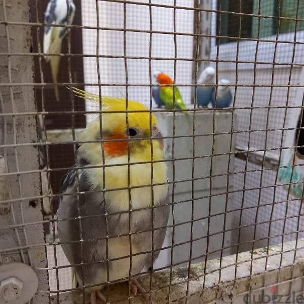 Birds & Cage for sale 2