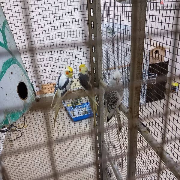 Birds & Cage for sale 3