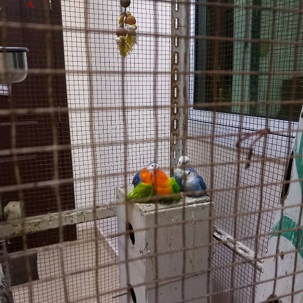 Birds & Cage for sale 4