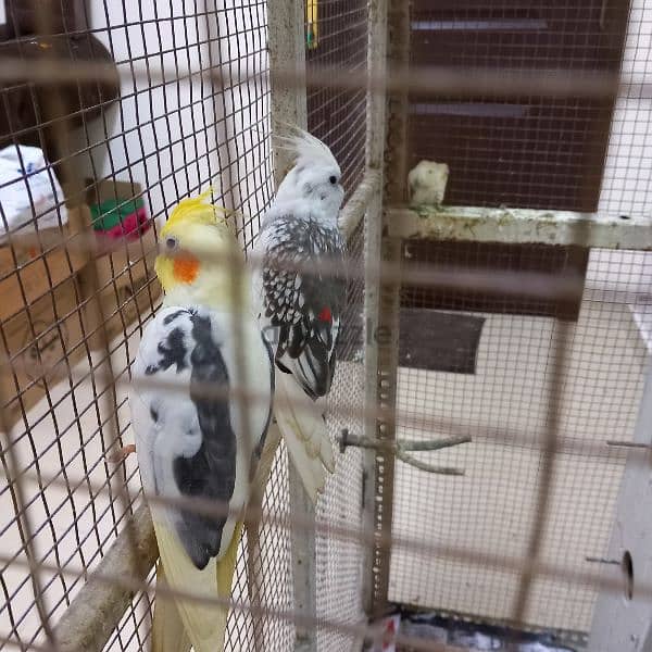 Birds & Cage for sale 5