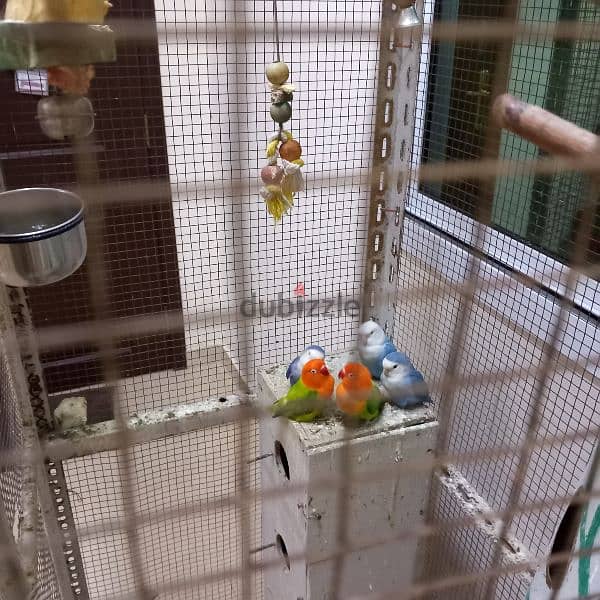 Birds & Cage for sale 8