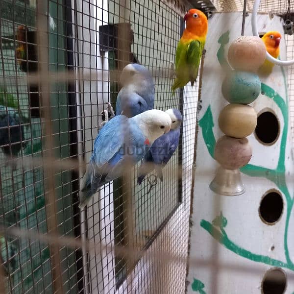 Birds & Cage for sale 11