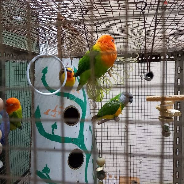 Birds & Cage for sale 12