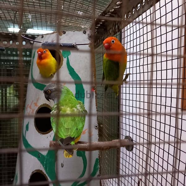 Birds & Cage for sale 16