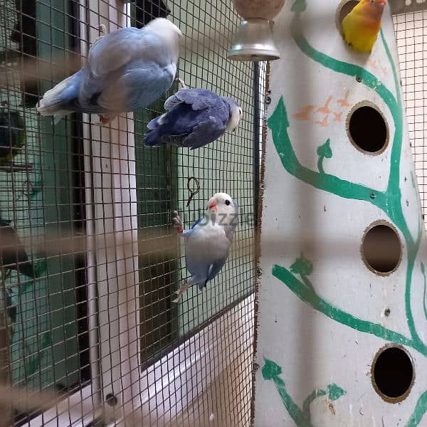 Birds & Cage for sale 17