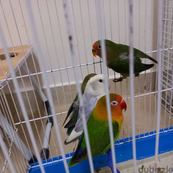 Birds & Cage for sale 18