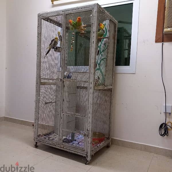 Birds & Cage for sale 19