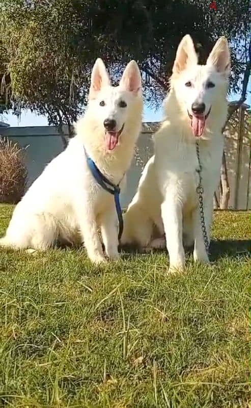 male and female German sheperd puppies long hair top level 0