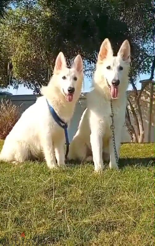 male and female German sheperd puppies long hair top level 1