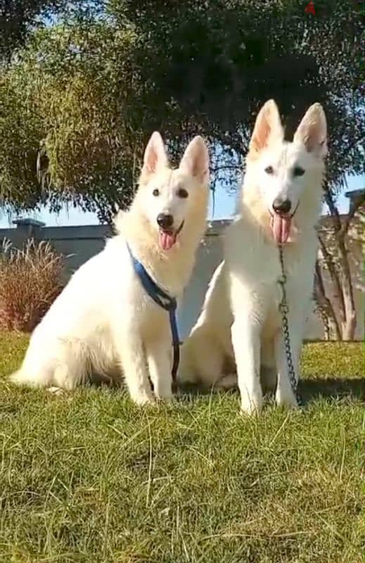 male and female German sheperd puppies long hair top level 2