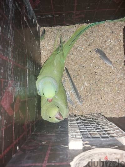 for sale ringneck parrot pair