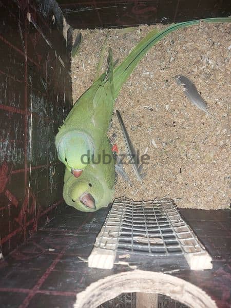 for sale ringneck parrot pair 1