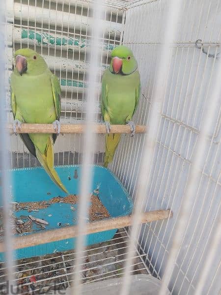 for sale ringneck parrot pair 2